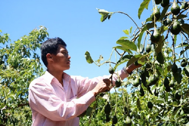 HTX đang có 30 ha VietGAP và hơn 250 ha đất canh tác chuyên canh rau củ quả (Ảnh: Internet)