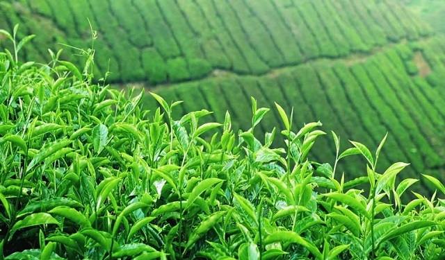 Chè xanh là một trong những nguyên liệu thiên nhiên phục vụ sản xuất xà phòng của HTX