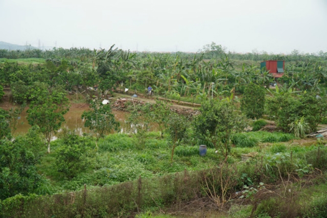 Bờ xôi ruộng mật sắp tới sẽ được quy hoạch trở thành sân golf 27 lỗ (Ảnh minh hoạ: Internet)