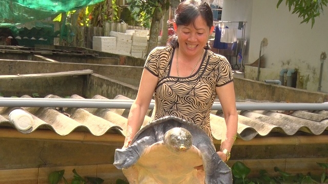 Chị Trương Ánh Nguyệt trở thành nữ tỷ phú nông dân nhờ nuôi ba ba (Ảnh: Internet)