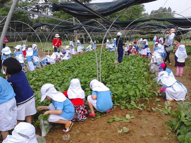 Các em học sinh trải nghiệm trồng rau tại HTX rau Tuý Loan (Nguồn: Internet)