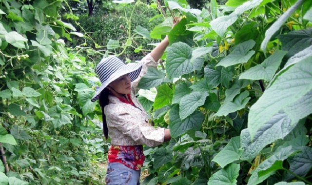 Sản xuất rau an toàn ở HTX Dì Thàng (Ảnh: Internet)