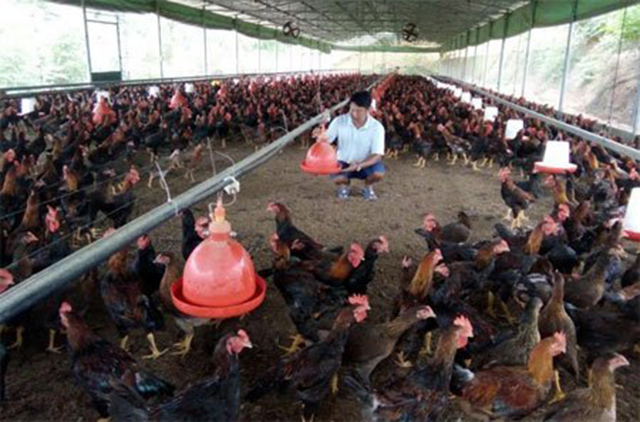 HTX Minh Quán đang thành công với mô hình nuôi gà