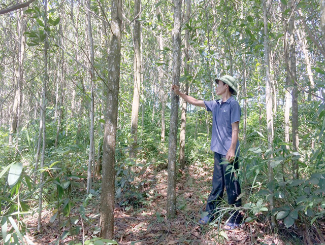 Bảo vệ môi trường và hệ sinh thái rừng là chìa khóa phát triển bền vững của HTX