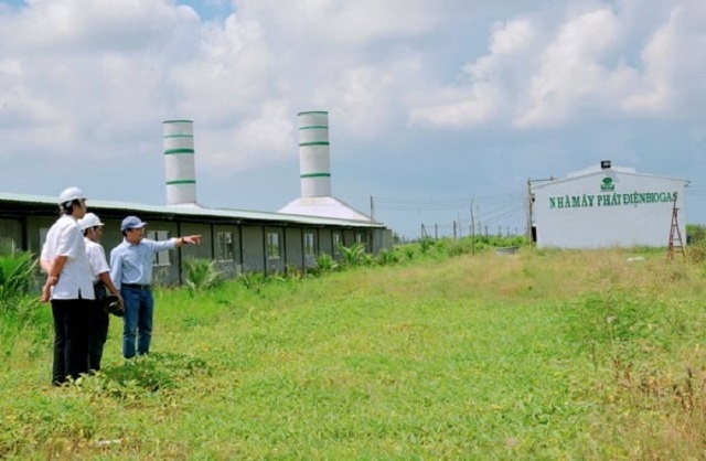 Không chỉ nuôi heo đạt hiệu quả kinh tế, HTX còn sử dụng tốt nguồn chất thải