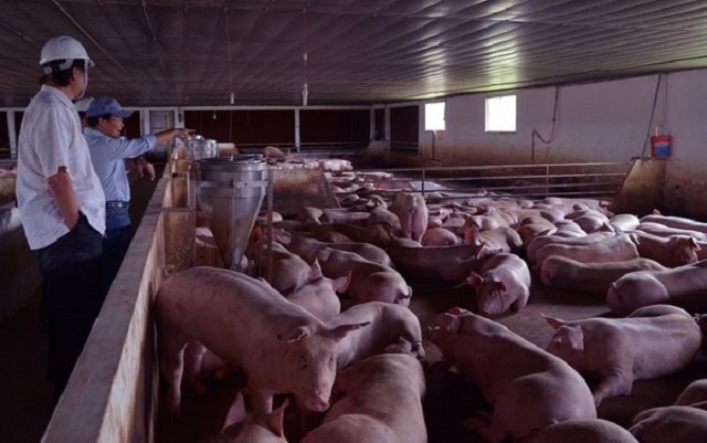 Khu vực chuồng nuôi của HTX Kinh tế xanh