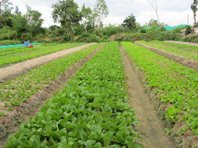 Rau sạch Túy Loan (Nguồn : Internet)