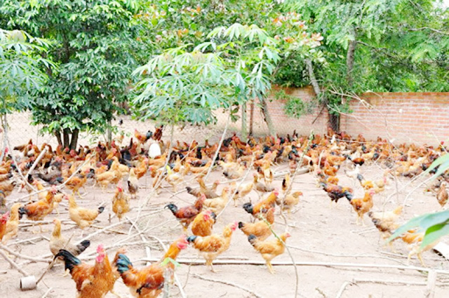 THT đang đẩy mạnh hoàn thiện quy trình chăn nuôi hữu cơ