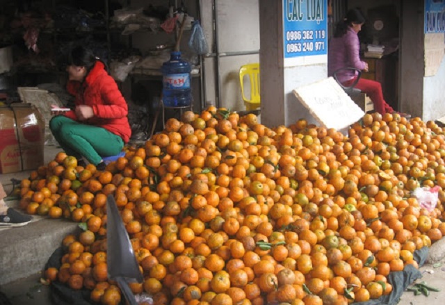 Chưa liên kết sản xuất theo chuỗi nên đầu ra của cam tại xã Bản Giang chủ yếu là tại các chợ hoặc do thương lái thu mua (Ảnh: Internet)