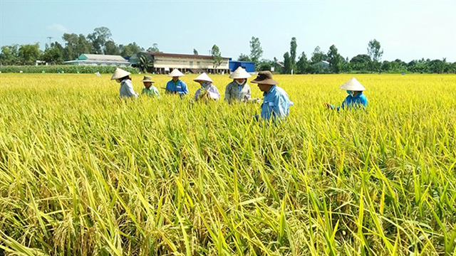 Liên kết trong sản xuất giúp nâng cao giá trị của lúa gạo (Ảnh: Internet)