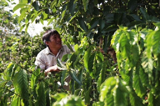 Vườn cà phê trồng xen canh kết hợp phát triển cảnh quan bền vững mang lại hiệu quả cho người nông dân (Ảnh: Internet)