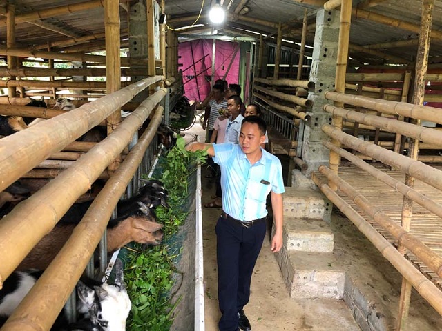 Khu vực chăn nuôi dê của HTX được vệ sinh sạch sẽ (Ảnh: Internet)