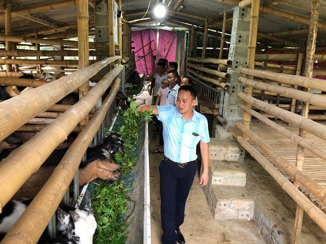 Khu vực chăn nuôi dê của HTX được vệ sinh sạch sẽ (Ảnh: Internet)