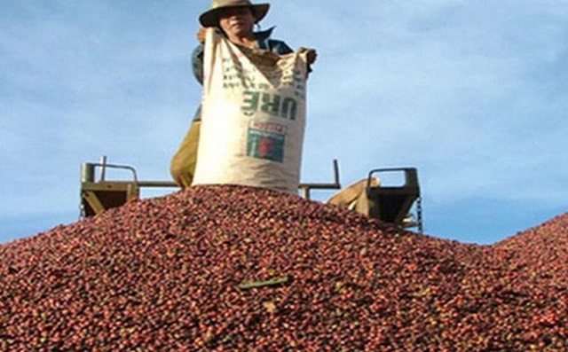 Giá cà phê trồi sụt liên tục, hiện đã lao dốc xuống mức thấp nhất 29.500 đồng/kg vào ngày 31/3 (Ảnh: Internet)