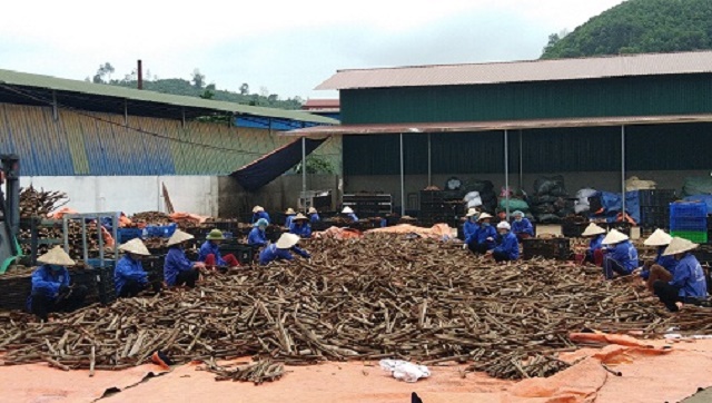 HTX Quế hồi Việt Nam góp phần giải quyết việc làm, nâng cao thu nhập, xóa đói, giảm nghèo cho người dân (Ảnh: Internet)