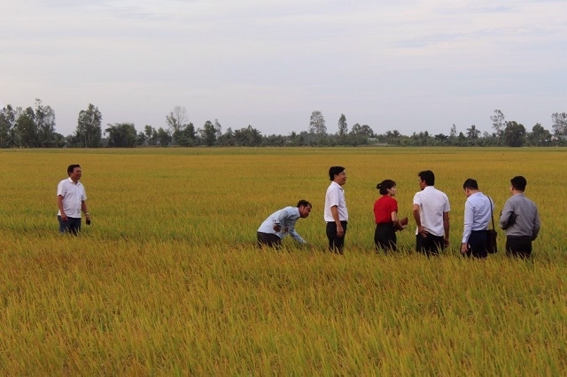 HTX Thanh Sơn (huyện Hòa Bình) thực hiện liên kết sản xuất theo chuỗi giá trị đã đem lại lợi ích cho nông dân (Ảnh: Internet)