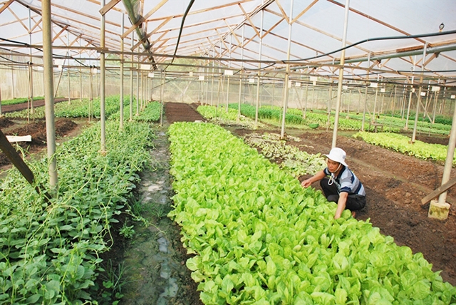 Mô hình trồng rau ăn lá của THT cho giá trị cao gấp 4 - 6 lần trồng lúa (Ảnh: Internet)