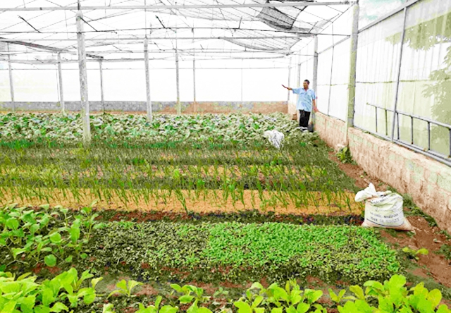 Sản xuất hữu cơ mang lại giá trị kép về kinh tế, môi trường cho THT