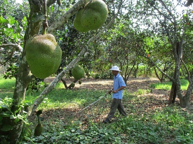 Ông Hạt đang chăm sóc vườn cây ăn trái, vườn mít của gia đình.(Ảnh Tư liệu)