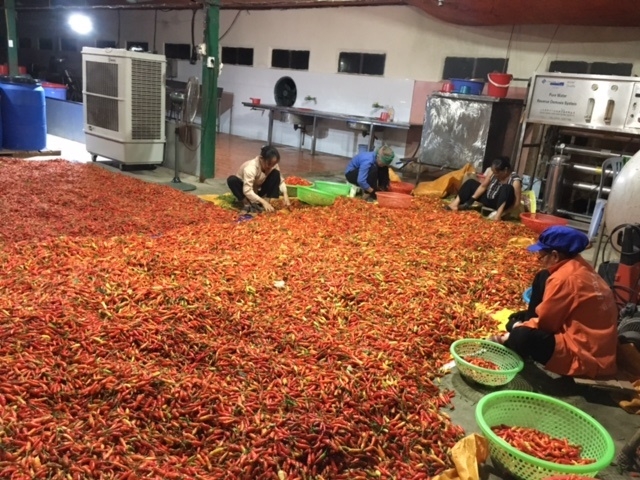 Nguyên liệu chính để sản xuất ra chai Tương ớt Mường Khương là những quả Ớt Thóc tươi chín đỏ (Ảnh: Internet)