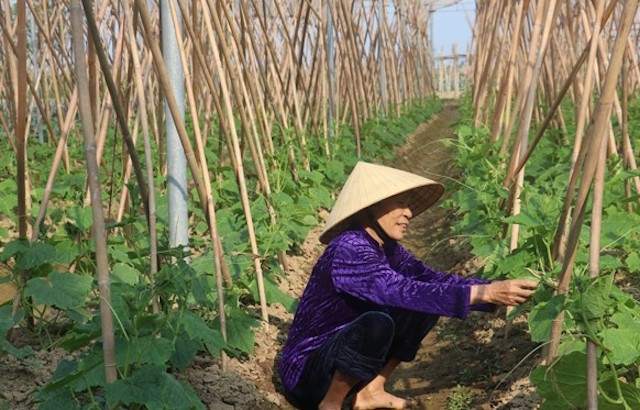 1 ha rau có lợi nhuận bình quân khoảng 180 - 200 triệu đồng/năm.