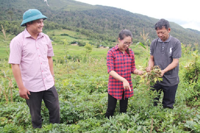 Sà Dề Phìn đang mở rộng vùng nguyên liệu cây dược liệu để nâng cao hiệu quả kinh tế (Ảnh: Internet)