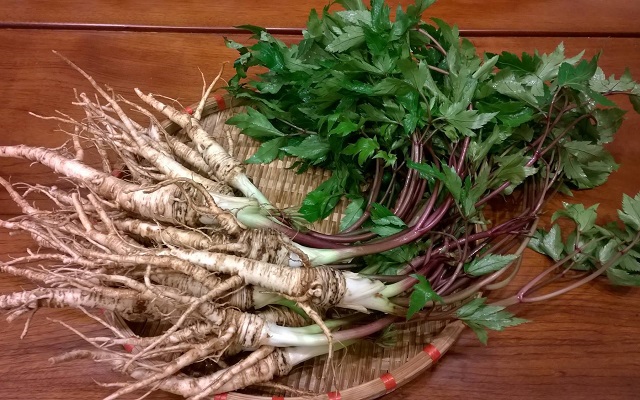 Đương quy là cây dược liệu có giá trị kinh tế cao, giúp người dân Sà Dề Phìn thoát nghèo (Ảnh: Internet)