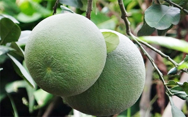 Sản xuất VietGAP là chìa khóa thành công của THT