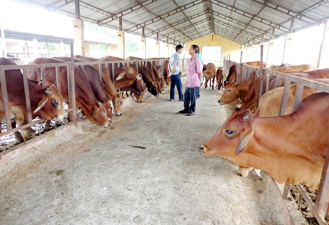 HTX có vai trò quan trọng trong xây dựng NTM tại Mỹ Chánh (Ảnh TL)