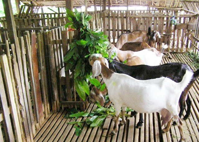 Mô hình nuôi dê an toàn của HTX đang tạo sức lan tỏa mạnh mẽ (Ảnh TL)