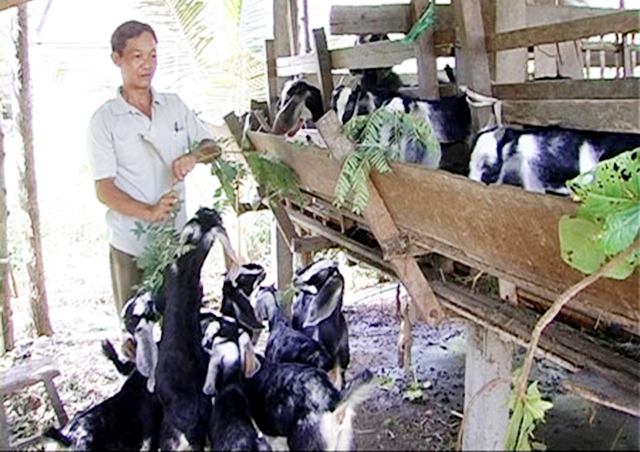 HTX mở hướng đi bền vững từ nuôi dê an toàn (Ảnh Tư liệu)