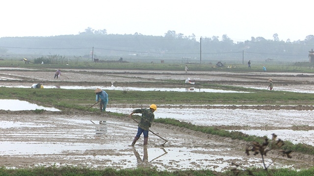 Xuống giống vụ Đông xuân (Ảnh Tư liệu)
