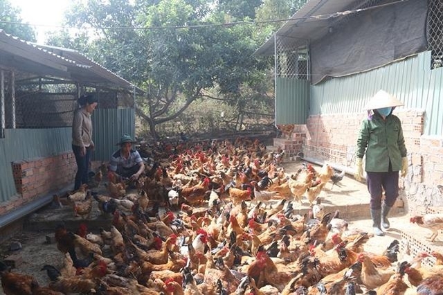 Nhờ chủ động liên kết với nông dân, doanh nghiệp để sản xuất các sản phẩm sạch, nhiều HTX đã tạo dựng được thương hiệu trên thị trường, nâng cao thu nhập cho các thành viên (Ảnh TL)