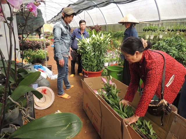 HTX kiểu mới được thành lập và đi vào hoạt động hiệu quả đã góp phần tạo công ăn việc làm, nâng cao thu nhập, phát triển kinh tế cho các thành viên và hộ nông dân trong vùng (Ảnh Tư liệu)