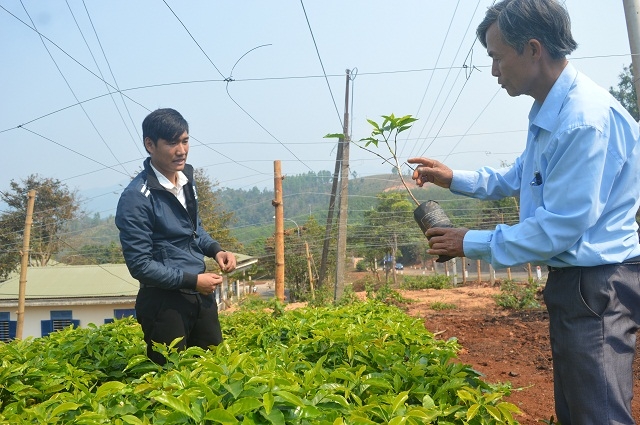 Vườn giống cà phê của HTX Chân Mây Bắc Hướng Hóa