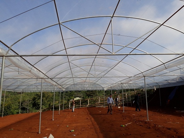 Giàn phơi tự nhiên ở HTX Chân Mây Bắc Hướng Hóa (Ảnh TL)