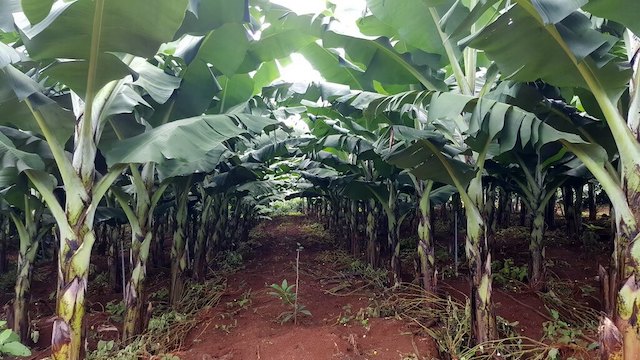 Chuối nuôi cấy mô cho thuy hoạch chỉ sau 10 tháng trồng (Ảnh: Internet)