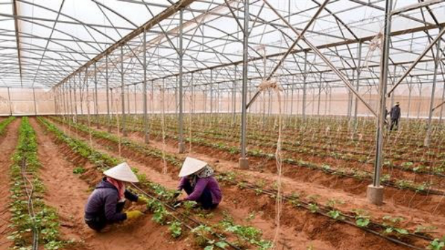 Trồng dưa lưới trong nhà màng tại huyện Bắc Bình