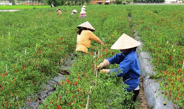 Khối kinh tế hợp tác, HTX đang có đóng góp tích cực vào xây dựng NTM huyện Chợ Gạo (Ảnh Tư liệu)
