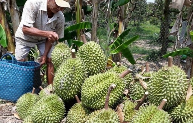 Với sản lượng lớn quả sầu riêng, HTX Xuân Định cần đầu ra ổn định