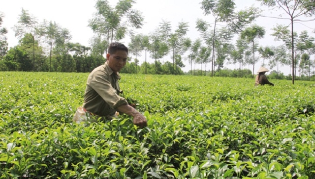 HTX chè Minh Tiến của CCB Nguyễn Trung Thành đang tạo nhiều việc làm ổn định cho người dân địa phương (Ảnh Tư liệu)