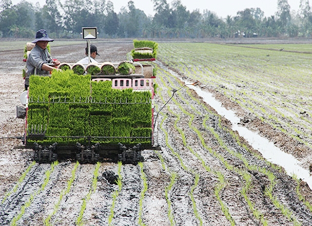Mô hình trồng lúa thông minh đang cho thấy tính ưu việt về kinh tế, môi trường (Ảnh Tư liệu)