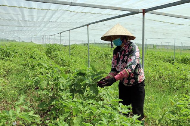 HTX đã đầu tư xây dựng được hơn 12.000m2 nhà lưới, 1.000m2 nhà màng cùng 4ha diện tích sản xuất (Ảnh: TL)