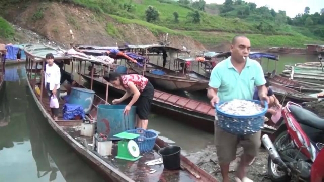 Cá tép dầu được các thành viên HTX Thái Tuấn thu mua từ người nông dân