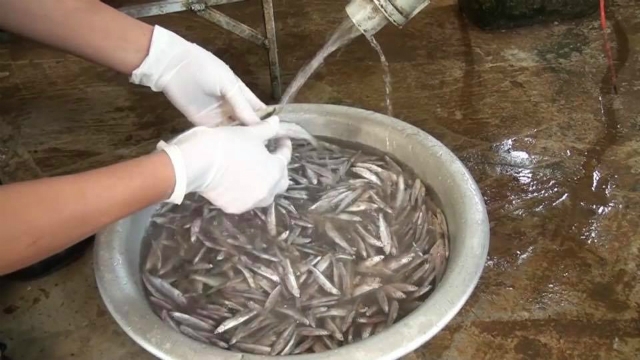 Sau khi cá được mua về, các thành viên trong HTX sơ chế sạch sẽ