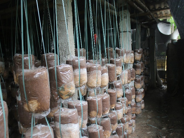 Mô hình trồng nấm linh chi, nấm bào ngư của HTX nấm Nhơn Phước (Ảnh TL)