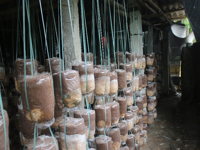 Mô hình trồng nấm linh chi, nấm bào ngư của HTX nấm Nhơn Phước (Ảnh TL)