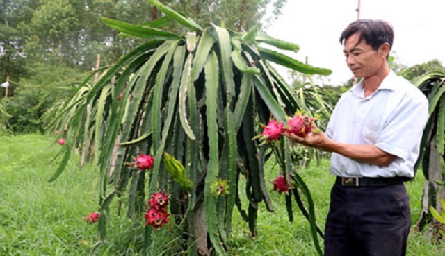 Mô hình trồng thanh long ruột đỏ tại Lập Thạch (Ảnh TL)