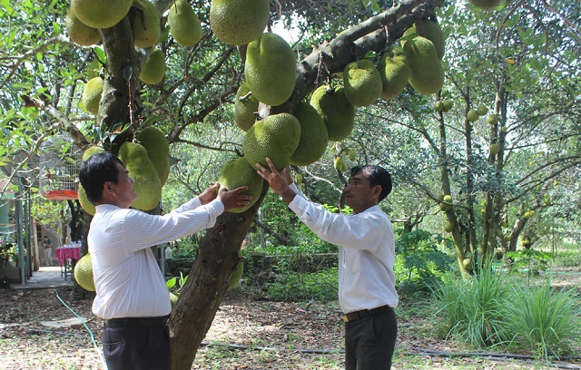 THT trang trại Sơn Ngọc giúp người dân nâng cao thu nhập từ trồng mít và mãng cầu hàng hóa (Ảnh Tư liệu)