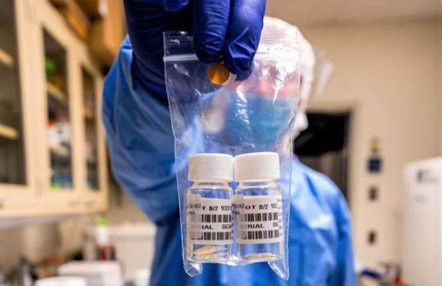 Vaccine COVID-19 đã thử nghiệm thành công trên chuột. (Ảnh: Medicalxpress).